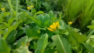 Still Water & Pure Nature | Calm Yoga Music for Inner Peace/#StillWater#NatureRelaxation#YogaMusic