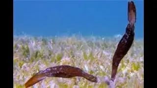 Pipefish (Solenostomus cyanopterus)