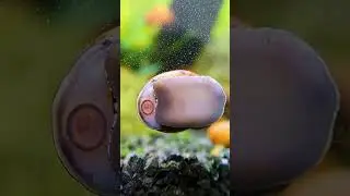 Betta Tank Mates You Can TRUST (And Ones To Avoid)