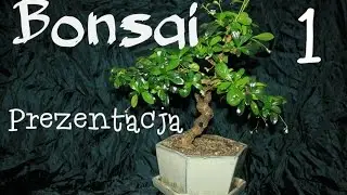 Drzewko Bonsai - Karmona drobnolistna / prezentacja