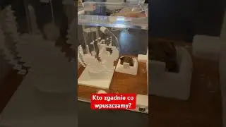 Kto zgadnie jakie gatunki mr&oacute;wek wpuszczamy do formikariow ?🙂 #hodowlamr&oacute;wek #ants #mrowki #antfarm