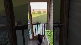 Stray cat in the yard