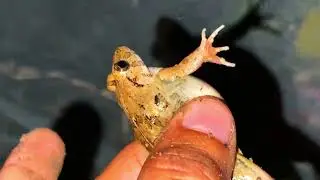 Wild Bug Catching | Rare Red Millipedes, Giant Worms & Creepy Crawlies