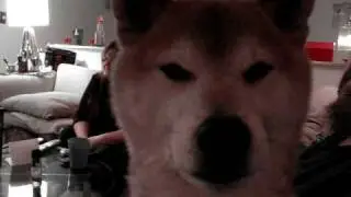 OCD Orange Dog