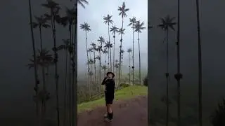The Tallest Palm Trees in the World - Cocora Valley, Colombia #travelcolombia #cocoravalley