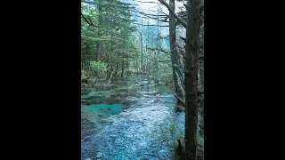 All in one forest theme Digital Resources for you