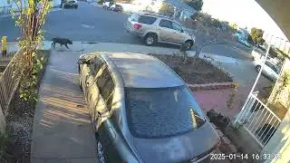 person with dog big black guy garage #poop