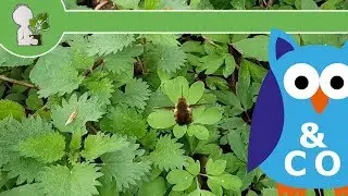 (Wohl) Ein Wollschweber - Wie ein Kolibri ☺ - 16.04.18 (Abt. Tierisches & Co)