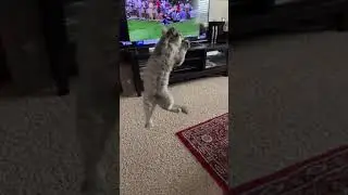 Cat jumping slow motion | 🐱🌙