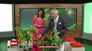 FICUS ELASTICA 