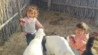 Aray Mashallah Subha Subha Good News Agai New Goat Babies बकरी और गुड़िया