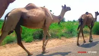 New Marwadi Song - New Marwadi Song Status - New Song - WhatsApp Status - @ValasaiStudio