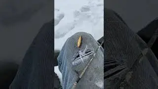 Clam pro tackle leech flutter spoon #fishing #maine #icefishing #maineoutdoors