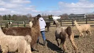How to Catch a Llama