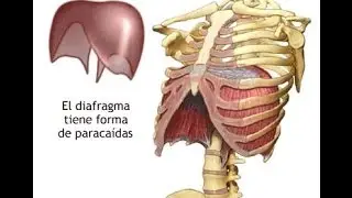 La respiración abdominal
