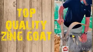 goat market UAE-abu Dhabi baniyas#goat #bakramandi #goatlovers