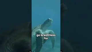 How long can sea turtles hold their breath