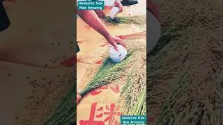 Rice processing techniques by local farmers in China #Rice #riceproduction #local-technology #China