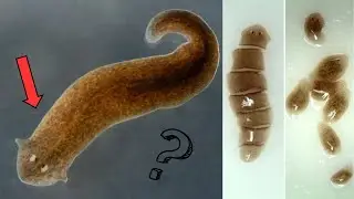 The Secret Power of the Planaria Worm! | Immortal Animal
