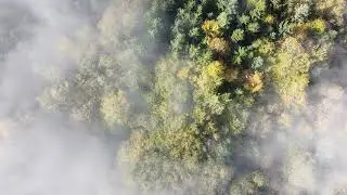 Green-Yellow Forest in the Smoke