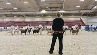 2025 ADGA National Show Senior Lamancha Champion Line up.