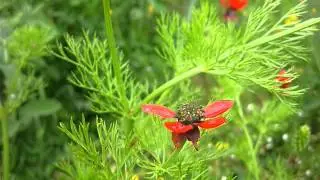 adonis annua cupaniana