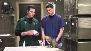 How to Get Rid of Cat Odor in a House