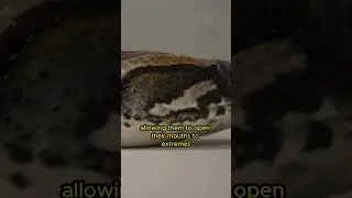 Amazing Facts |Snakes have foldable jaws #shorts #animals #facts #snake #snakes