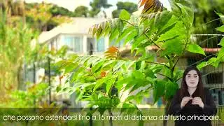 L'eradicazione dell'ailanto e la protezione degli habitat naturali