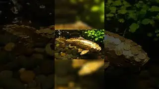 Watch This EPIC Koi Fish Made of Gold Coins! #shorts