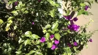 How Do I Pinch Bougainvillea? : Gardening Advice