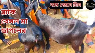 চান্দাইকোনার হাটে ব্ল্যাক বেঙ্গল মা ছাগলের দাম জেনে নিন ২০২৬