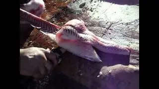 Step by Step How to Clean, Fillet, Prepare, Cube, and Store Spoonbill Paddlefish
