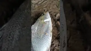 Big size fish catching #fishingvideo #fishing #naturefishing #fishcathing #naturalfishinglife #bmw