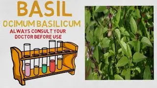 Essential Oil Breakdown: Basil! Benefits, Uses, and History (Aromatherapy)