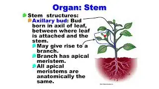 Botany: introduction