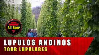 L&Uacute;PULOS ANDINOS - Tour Lupulares - Congreso de L&uacute;pulo 2023 | All Beer TV