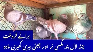 Chita Lalband pigeons | home breed 3rd pair | indian pigeons | fighter pigeons 