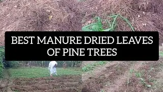 Putting manure.Best fertilizer than urea.Dried leaves of pine trees.