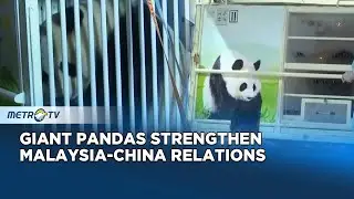 Giant Pandas Arrive in Malaysia for Animal Diplomacy
