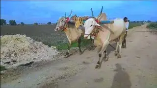 ardhageri Suresh khillari bulls super active bull ##oxes##