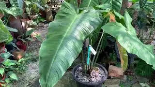 Philodendron sharoniae