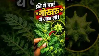 छोटा गोखरू आपके आस पास हर जगह है #ayurveda #ankurpathak #shorts #gokharu #Chotagokharu