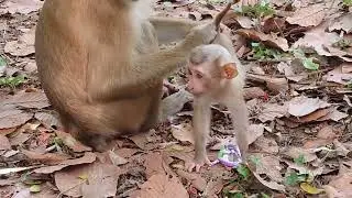 Abandoned Little Monkey NORI, Now Has Foster mother She's Enjoys Playing With Her