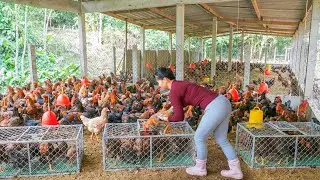 Buy 100+ Chicken And Lots Of Eggs from Chicken Farm -- Use Truck Transport Chicken To Market Sell