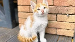 【激レア】美しすぎるパステル三毛猫の親子を発見【天使な子猫】 / Rare Pastel Calico Mom & Kitten
