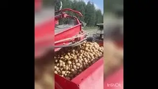 Картофель 🥔  Уборка: Сорт Коломба ,Трактор -  JD 6135 прицепное - SE 75 30 .