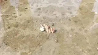 Young razor clams burrowing themselves at Balgzand
