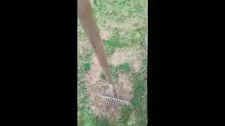 Rake out your THATCH, PRIOR to AERATION AND SEEDING!!