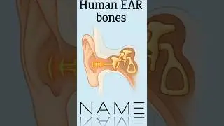 Smallest Bones in Human Body | Ear Ossicles Explained #anatomy #bonesname